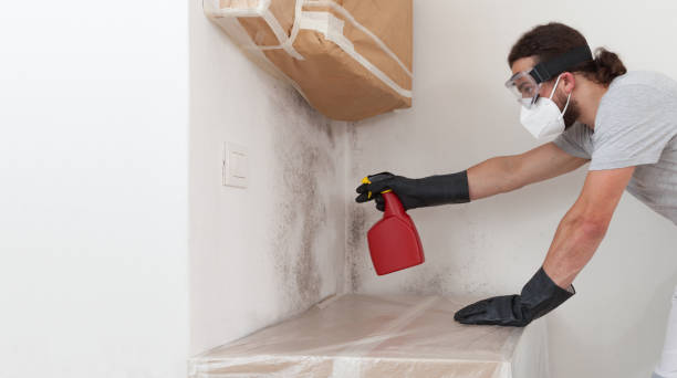 Professional Black Mold Removal technician working in Owings Mills, MD